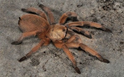 APHONOPELMA MODERATUM FEMALE  TARANTULA